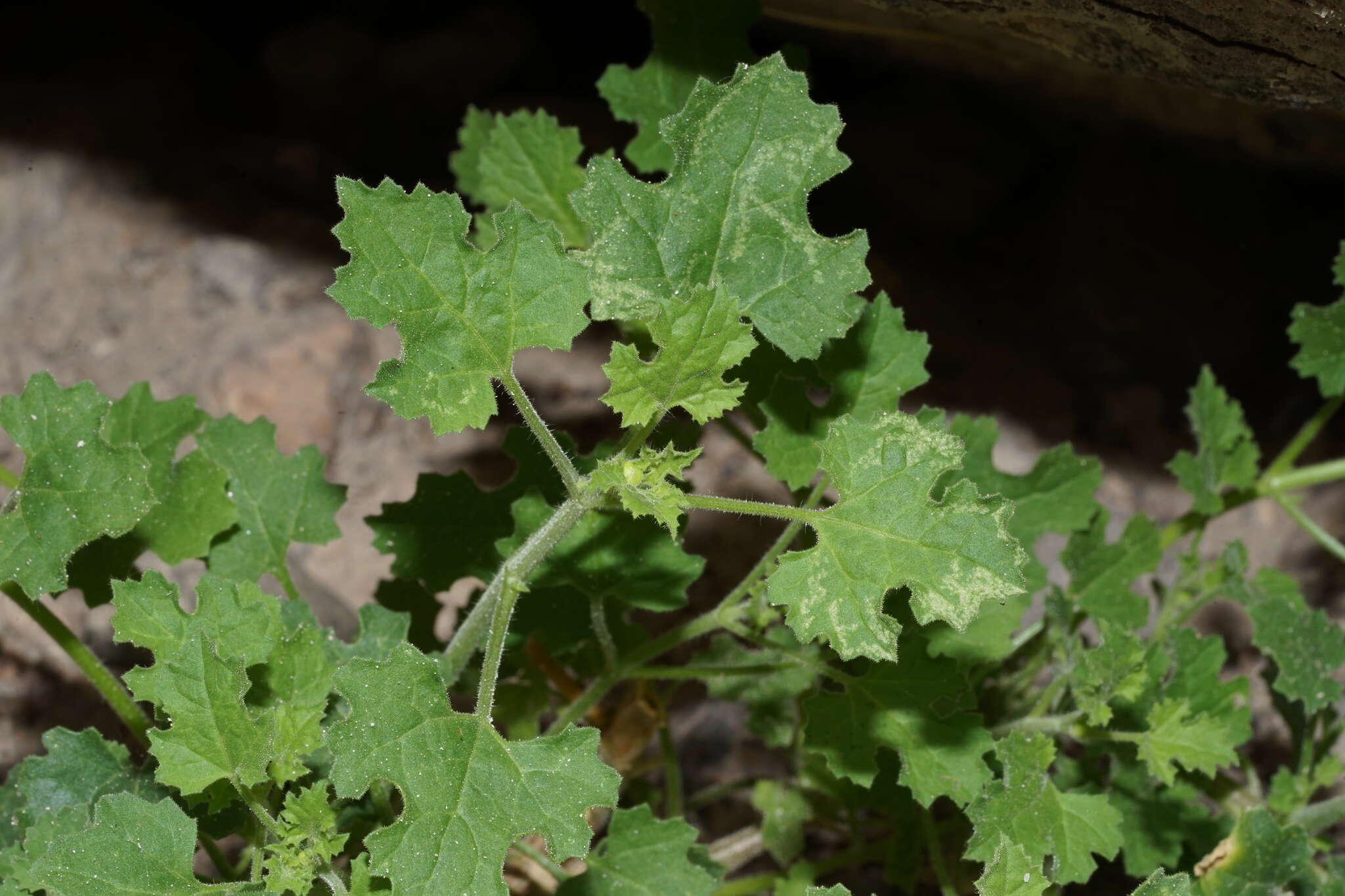 Image of Parry's rockdaisy