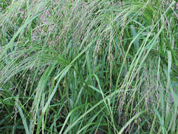 Imagem de Eragrostis tef (Zuccagni) Trotter