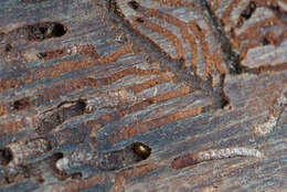 Image of Six-toothed spruce bark beetle