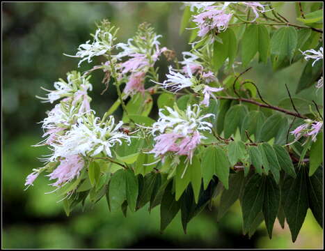 Sivun Bauhinia divaricata L. kuva