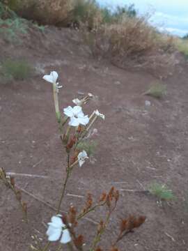 Image of Nicotiana paa R. Martinez-Crovetto