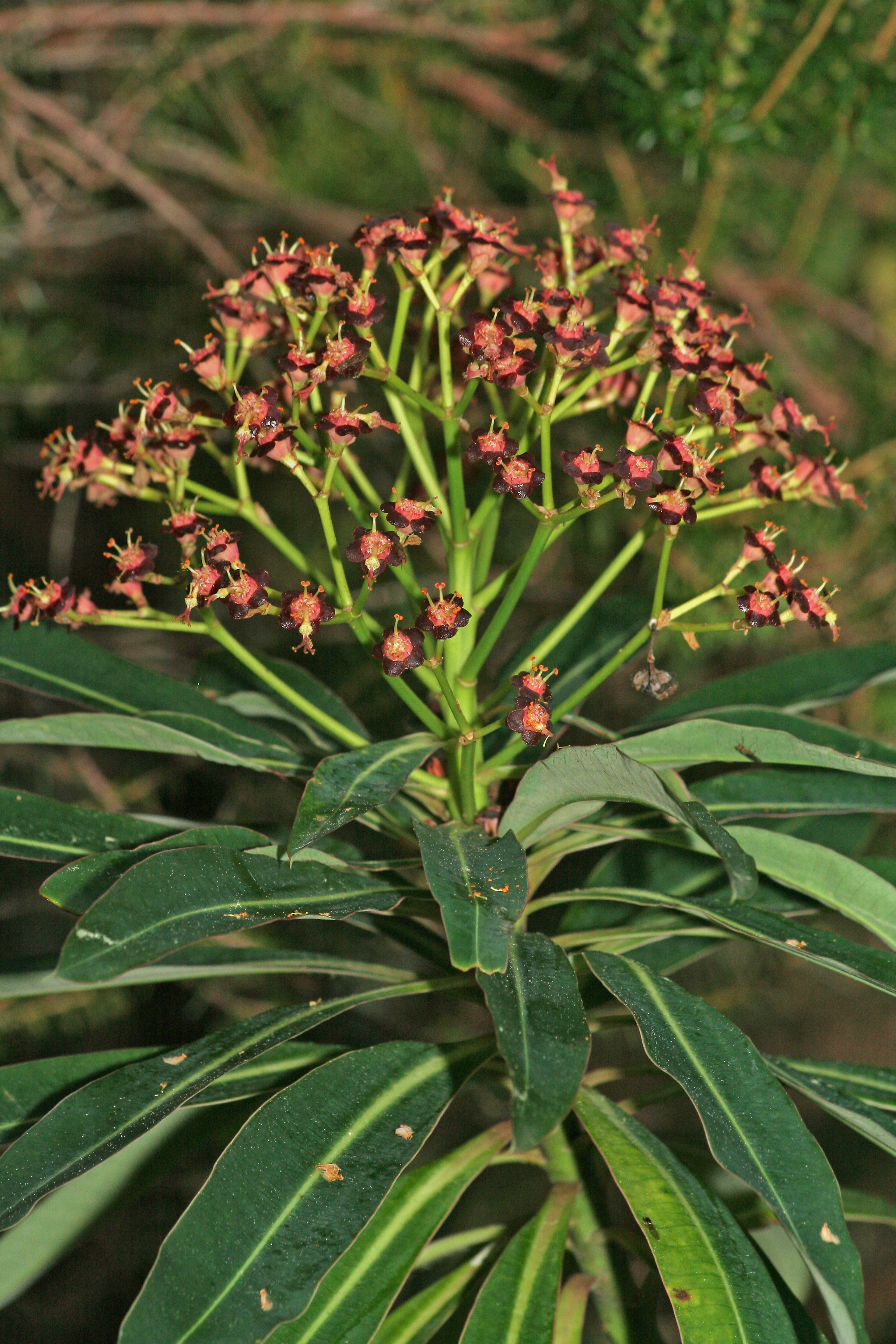 Euphorbia mellifera (rights holder: H.-U. Küenle)