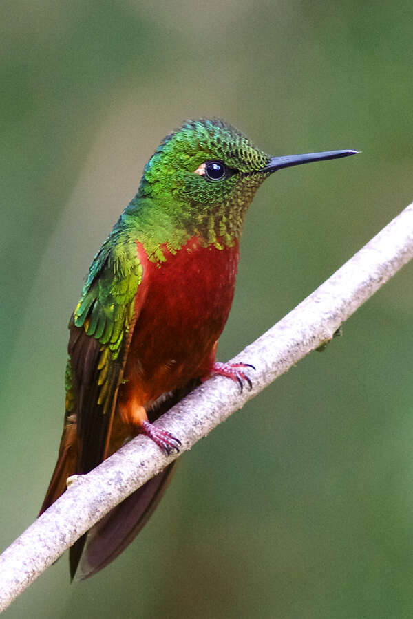 Image of Chestnut-breasted Coronet