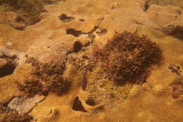 Image of caribbean sea mat