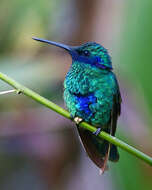 Colibri coruscans (Gould 1846) resmi