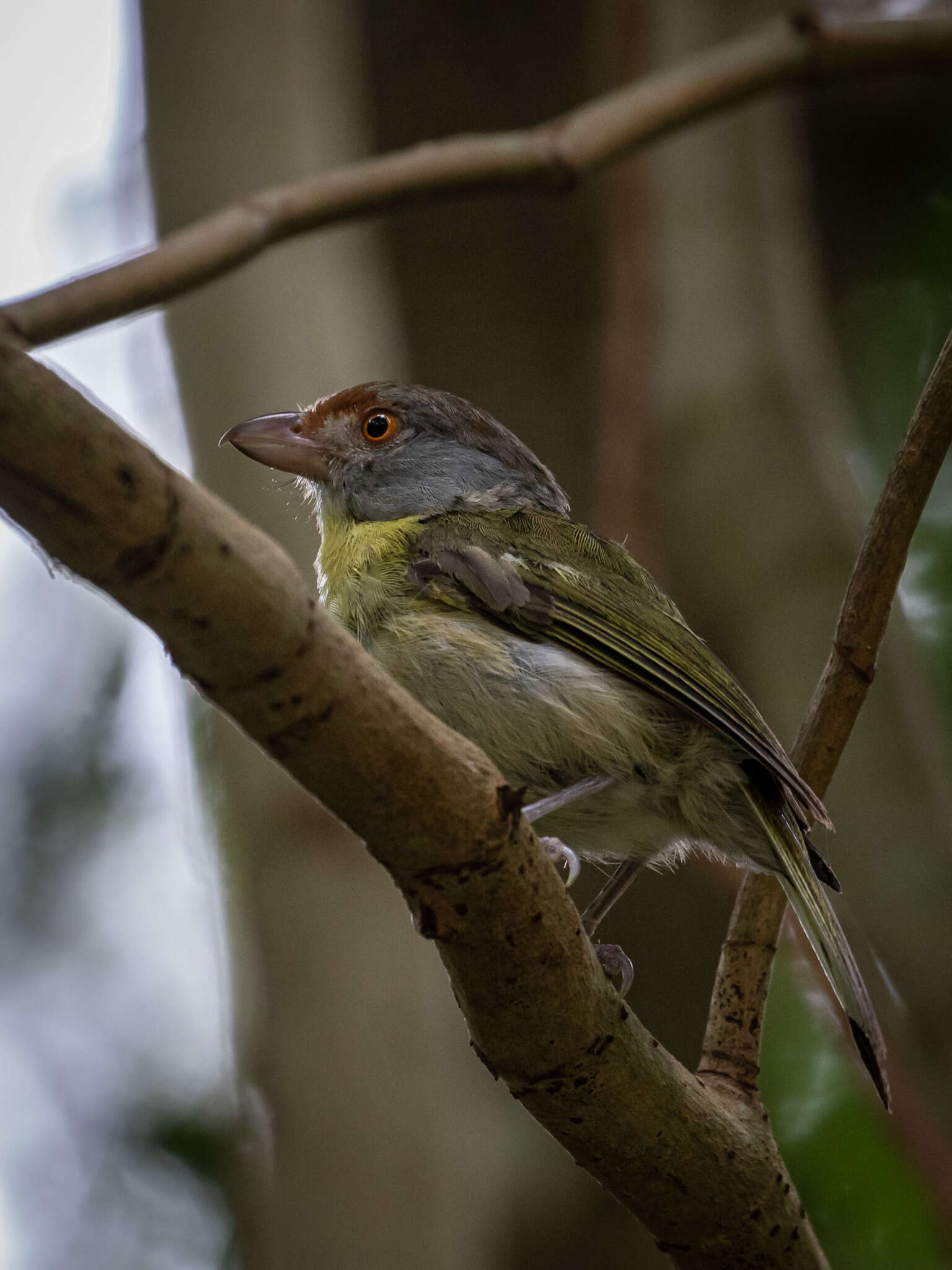 Слика од Cyclarhis gujanensis ochrocephala Tschudi 1845