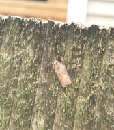 Image of Acleris schalleriana Linnaeus 1761