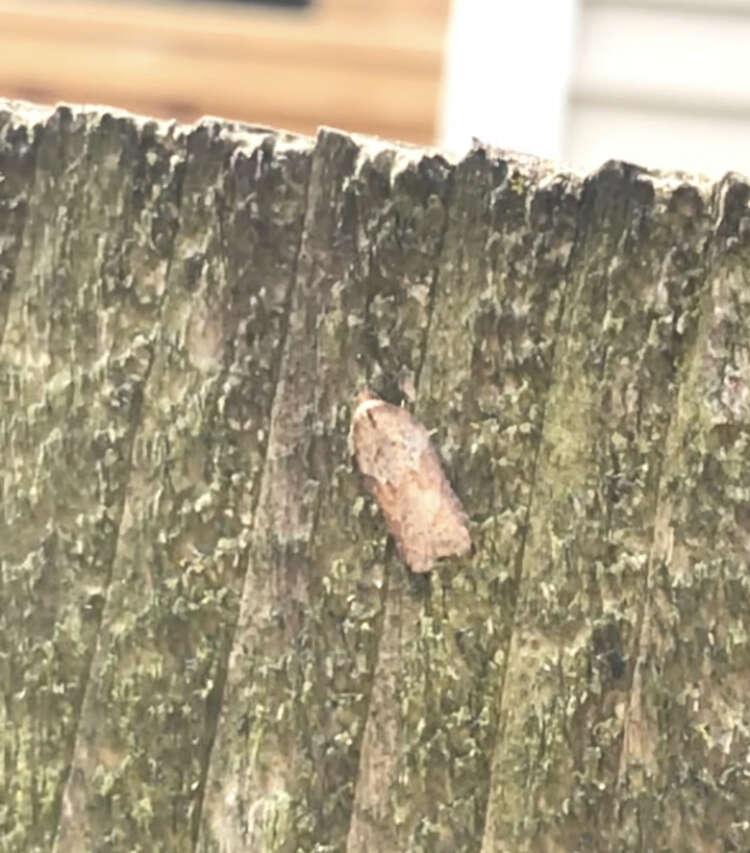 Image of Acleris schalleriana Linnaeus 1761