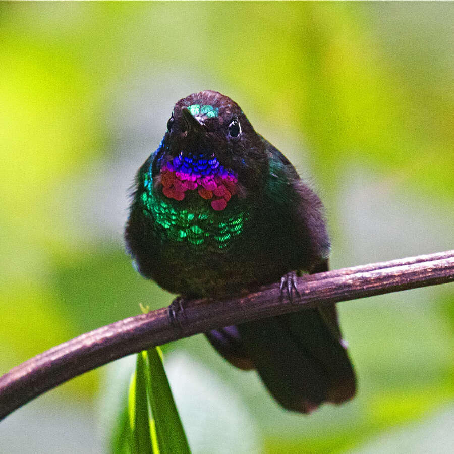 Image of Tourmaline Sunangel