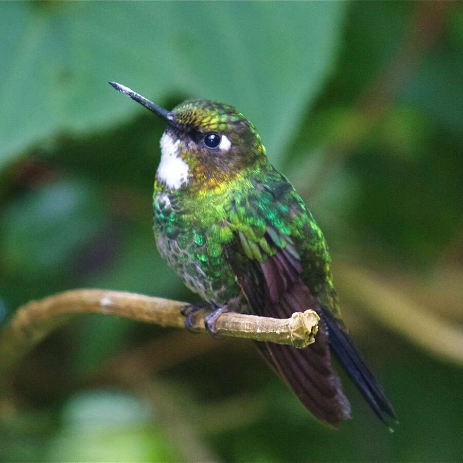 Image of Tourmaline Sunangel