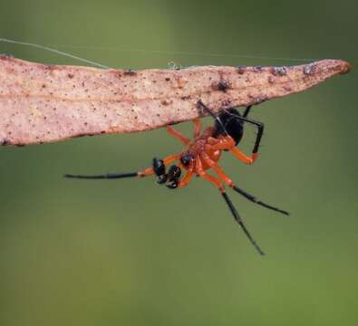 Image of Ambicodamus southwelli Harvey 1995