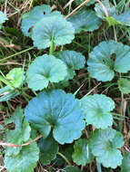 Image of Glechoma hederacea L.