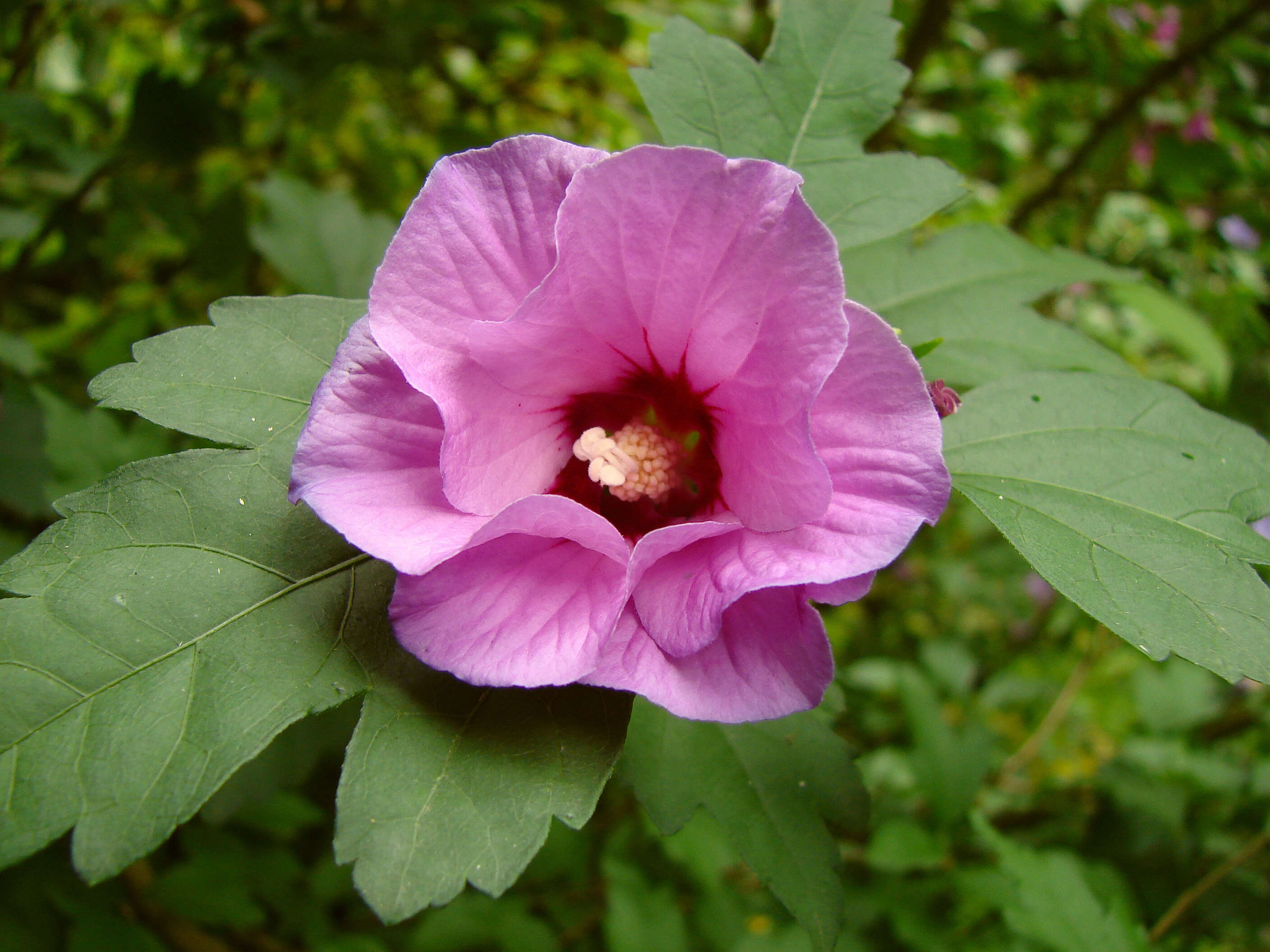 Imagem de Hibiscus syriacus L.