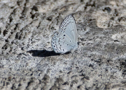 Image of Celastrina philippina