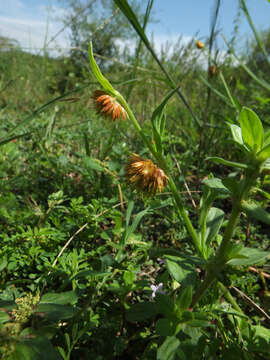 Plancia ëd Allmania nodiflora (L.) R. Br.