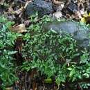 Image of Arthropteris tenella (G. Forst.) J. Sm.