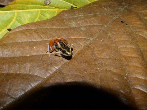 Слика од Eleutherodactylus weinlandi Barbour 1914