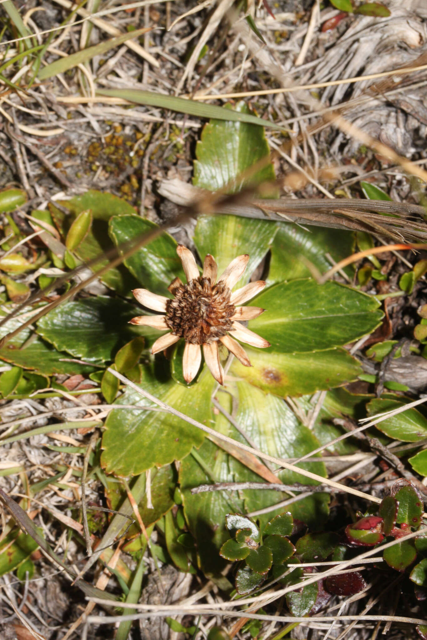 Image de Eryngium humile Cav.