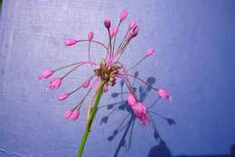 Image of Allium carinatum L.