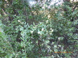 Image of southern honeysuckle