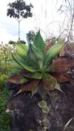 Image of Agave pachycentra Trel.