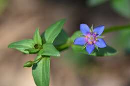 Imagem de Lysimachia foemina (Mill.) U. Manns & Anderb.