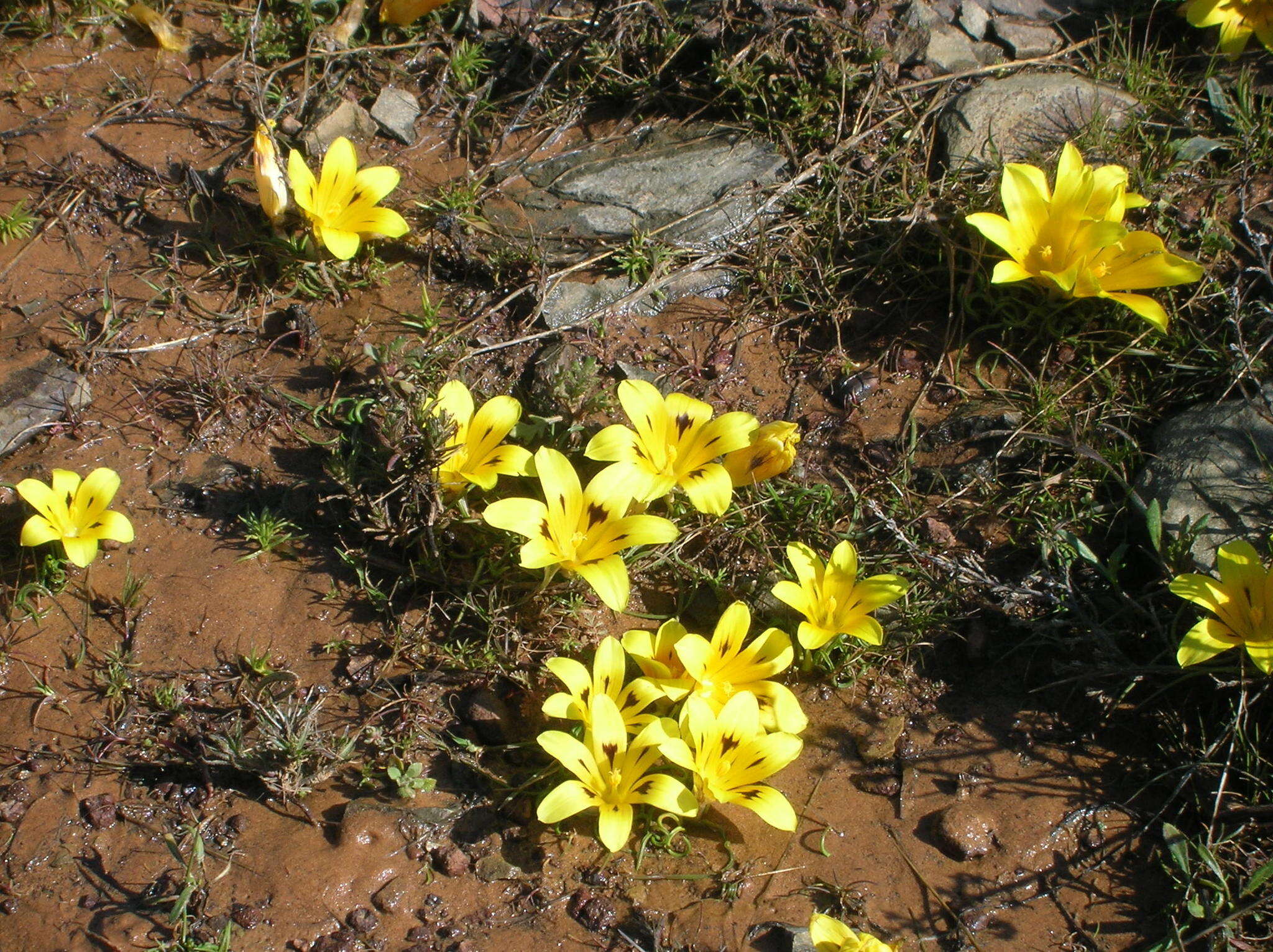 Image of Romulea tortuosa subsp. tortuosa