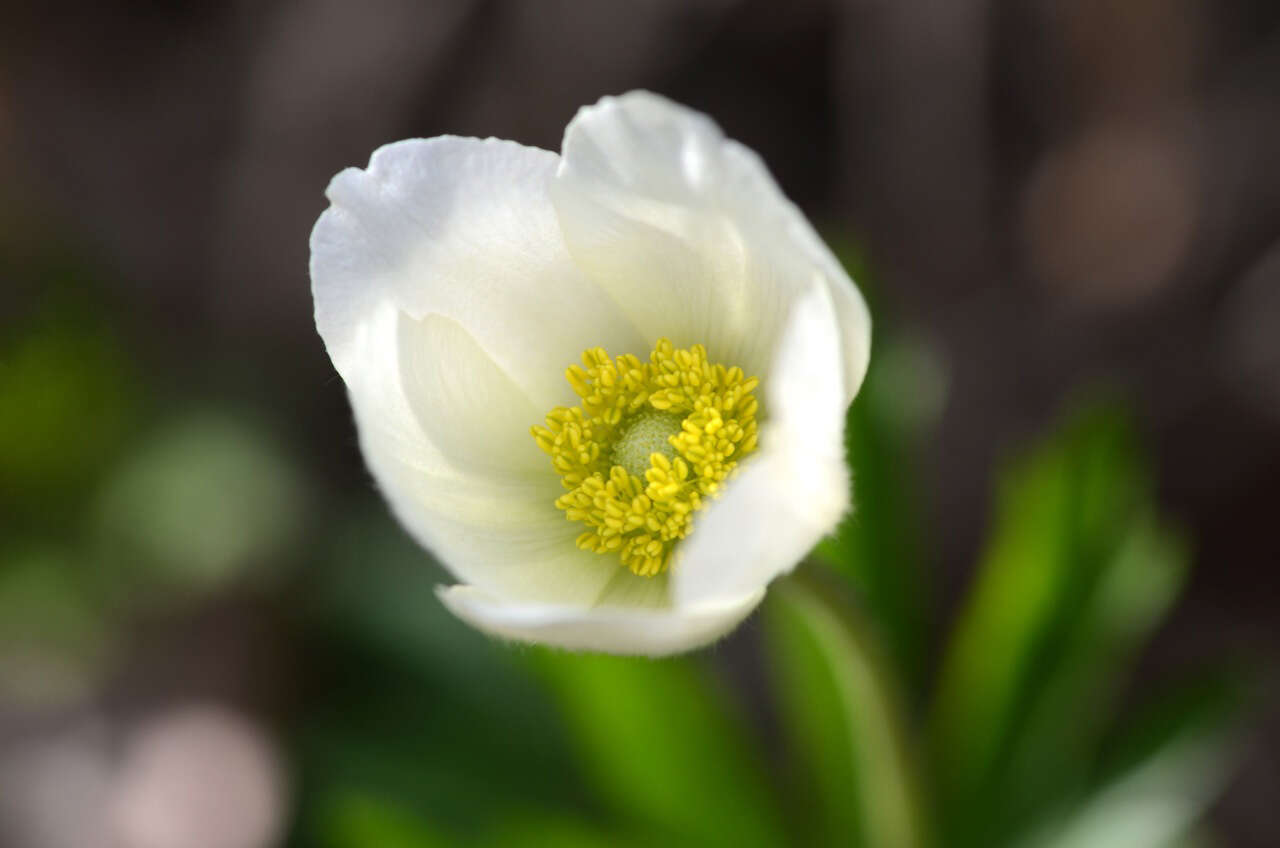 Image of Snowdrop Anemone