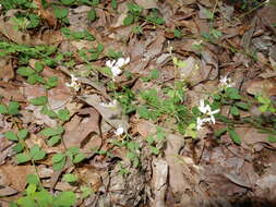 Image de Lespedeza repens (L.) W. P. C. Barton