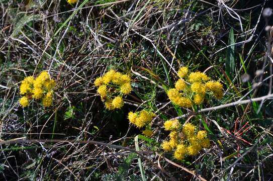 صورة Galatella linosyris (L.) Rchb. fil.