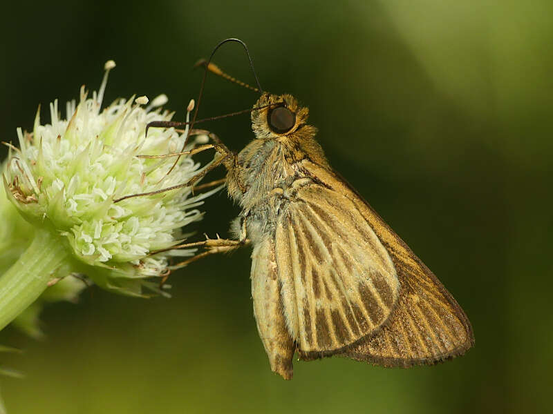 Image of Parphorus pseudecorus Hayward 1934