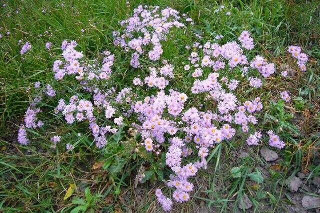 Image of sea aster