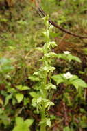 Слика од Platanthera stricta Lindl.