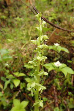 Imagem de Platanthera stricta Lindl.