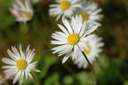 Image of Daisy