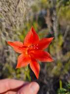 Image of Gladiolus meridionalis G. J. Lewis