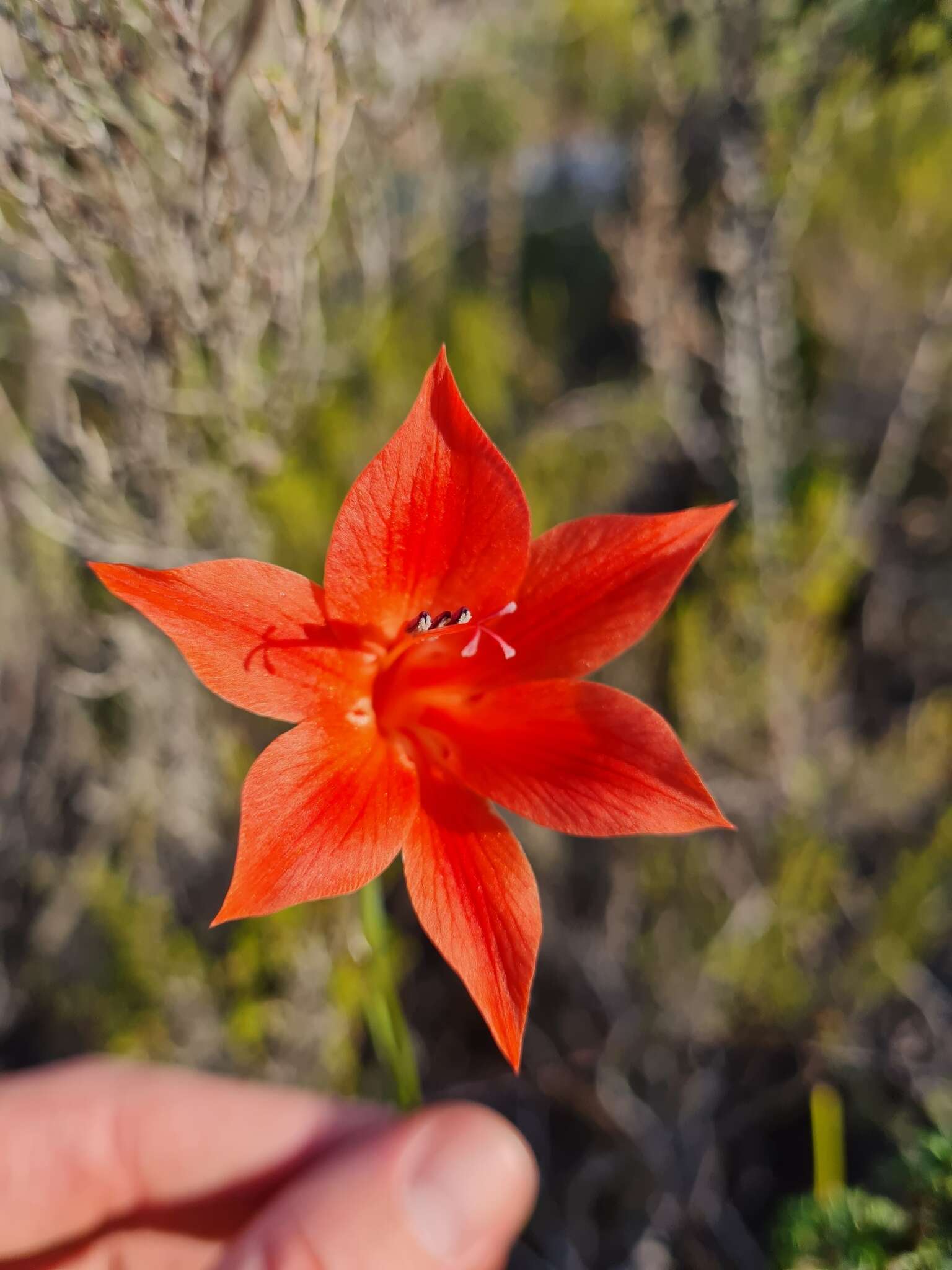 Imagem de Gladiolus meridionalis G. J. Lewis