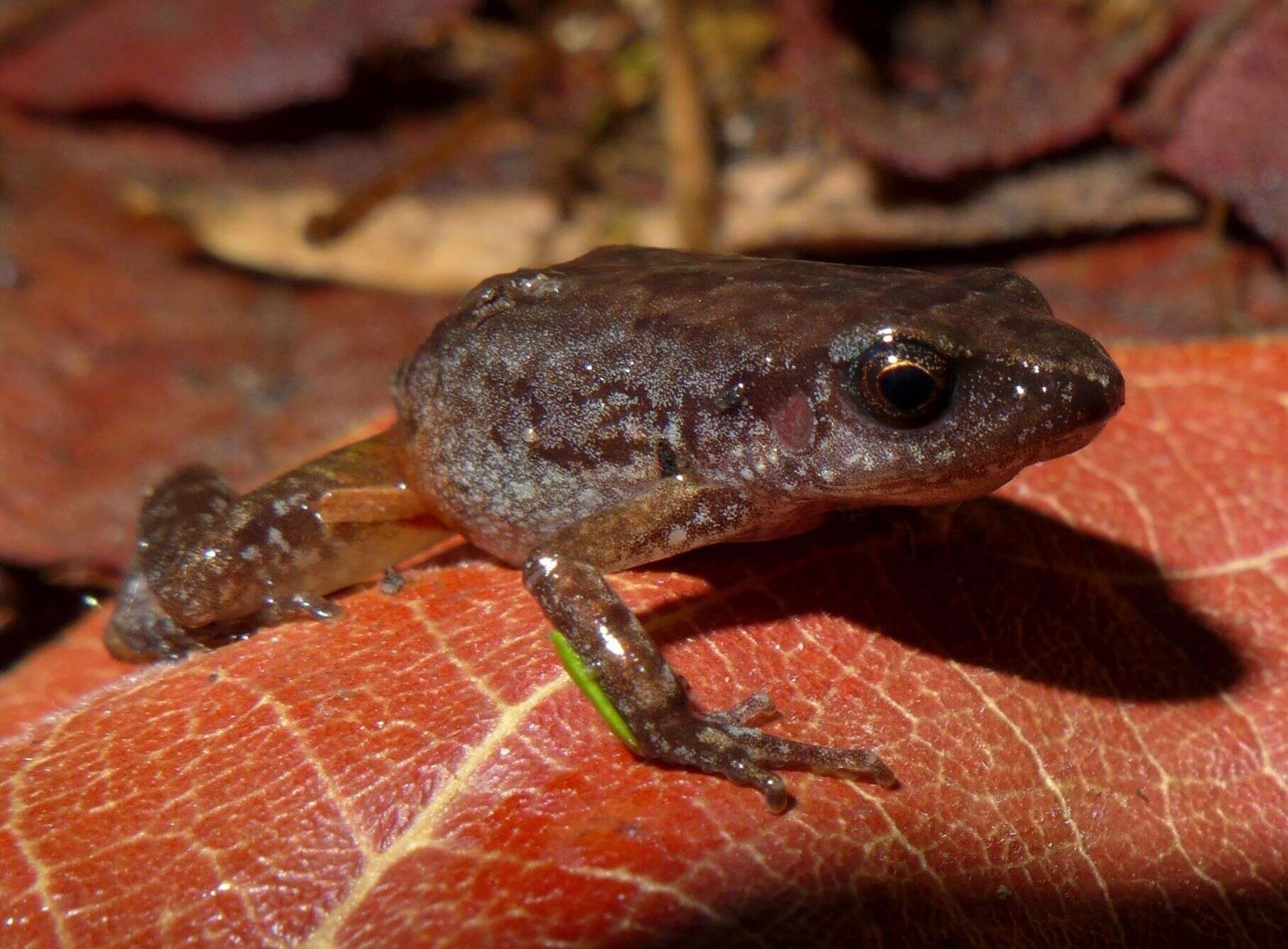 Arthroleptis xenodactyloides Hewitt 1933的圖片