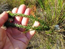 Image of Agathosma bifida (Jacq.) Bartl. & Wendl. fil.