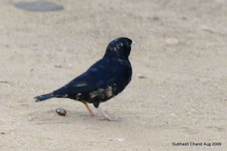 Image of Village Indigobird