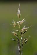 Image of erect brome