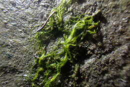 Image de Ulva compressa