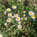 Image of slenderleaf fleabane