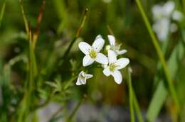 Image of Large Bittercress