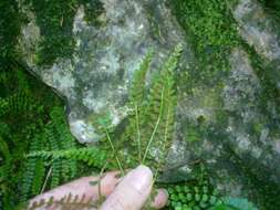 Image of Green Spleenwort