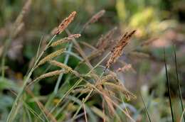 Image of glaucous sedge