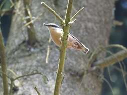 Image of Eurasian Nuthatch