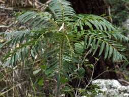 Image of Ailanthus triphysa (Dennst.) Alston