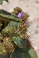 Image of blacktack phacelia