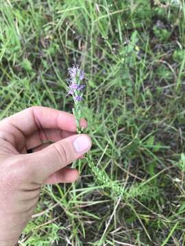 Слика од Liatris microcephala (Small) Schumann